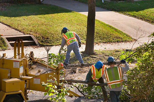 Reliable Nazareth College, NY Tree Removal and Landscaping Services Solutions